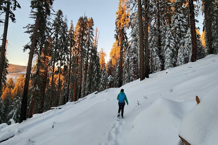 Sequoia National Park Snowshoe Adventure - Photo 1 of 11